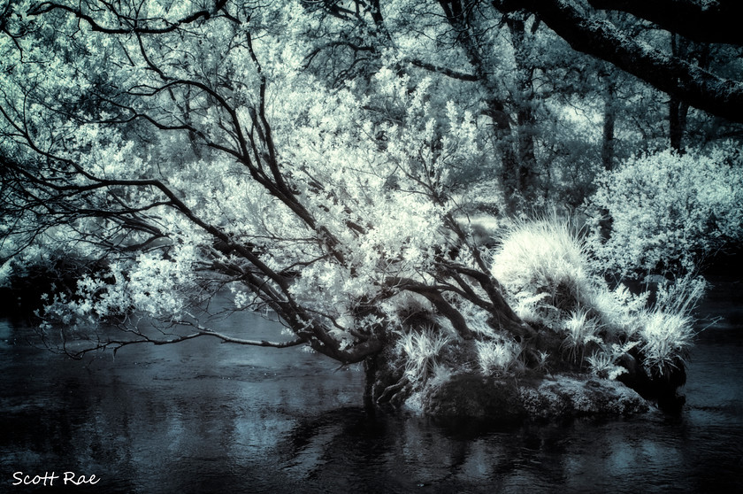 DSC0093 
 Keywords: devon sw england water river trees moor dartmoor spring infrared