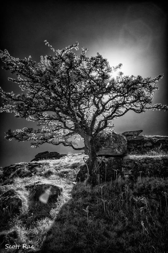 DSC0124 
 Keywords: devon sw england trees moor dartmoor spring infrared b&w slideshow