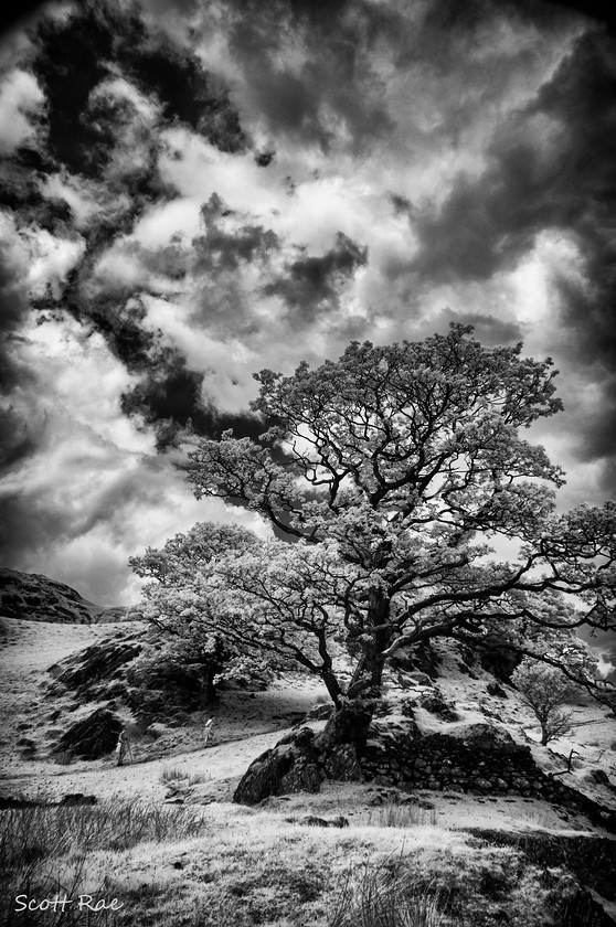 Dramatic-Oak-in-IR 
 Keywords: uk nw england summer mountains trees infrared b&w people