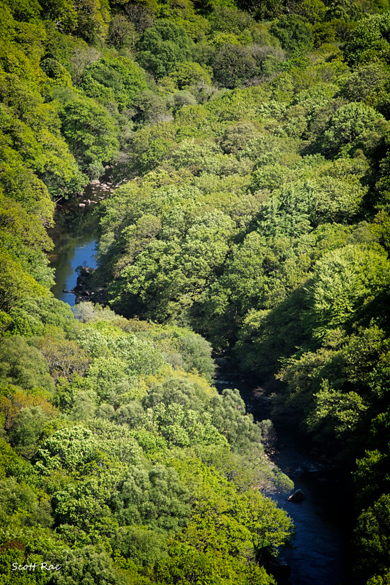DSC 6381 
 Keywords: devon sw england trees moor dartmoor spring river water
