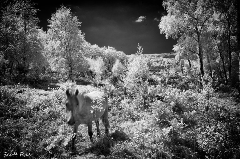 Blurry Pony 
 Keywords: UK spring england Devon SW infrared b&w moor dartmoor trees wildlife