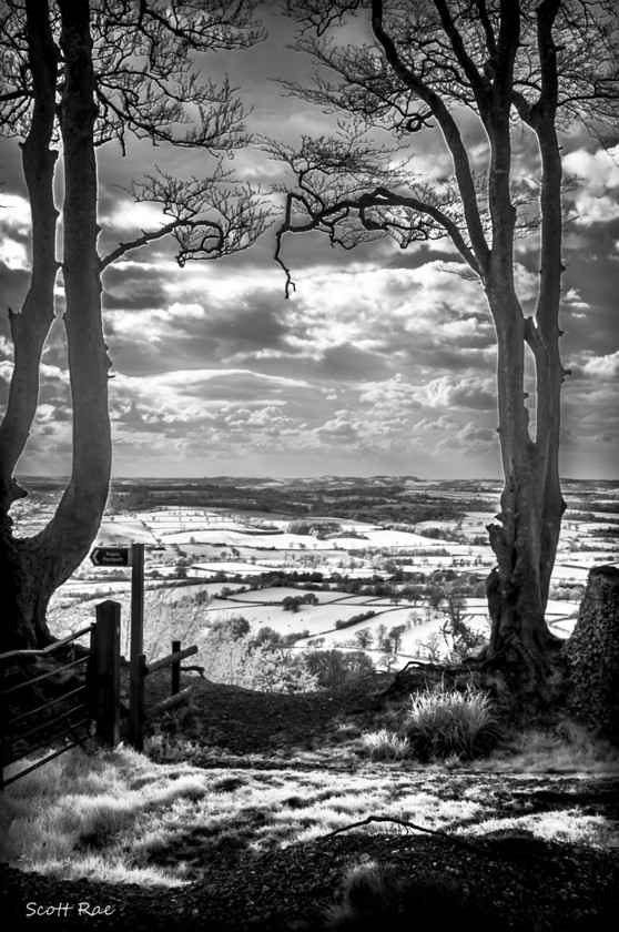 East Hill Ottery in Infrared 
 Keywords: devon sw england hills b&w infrared trees