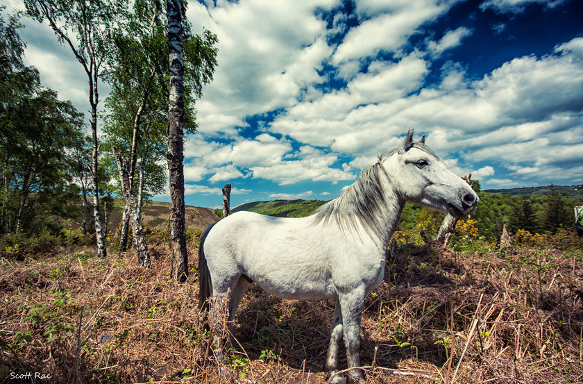 Ponies on Dartmoor 
 Keywords: UK spring england Devon SW moor dartmoor trees wildlife