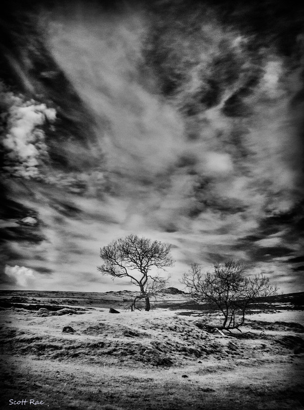 Lonely Dartmoor in Infrared 
 Keywords: UK spring england Devon SW infrared b&w moor dartmoor trees