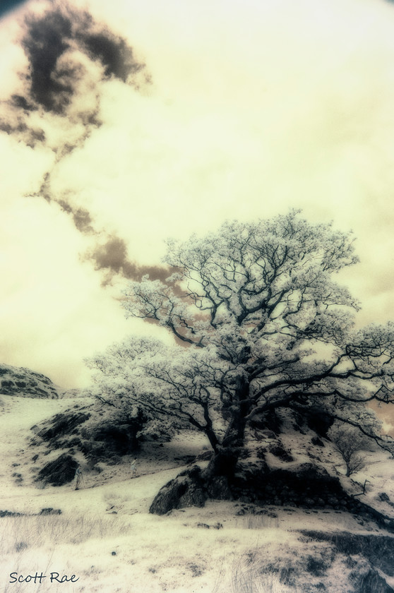 Lonely-Oak-in-IR 
 Keywords: uk nw england summer mountains trees infrared people