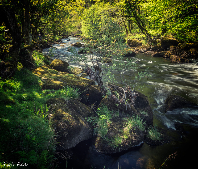 DSC 6273 
 Keywords: devon sw england water river trees moor dartmoor spring