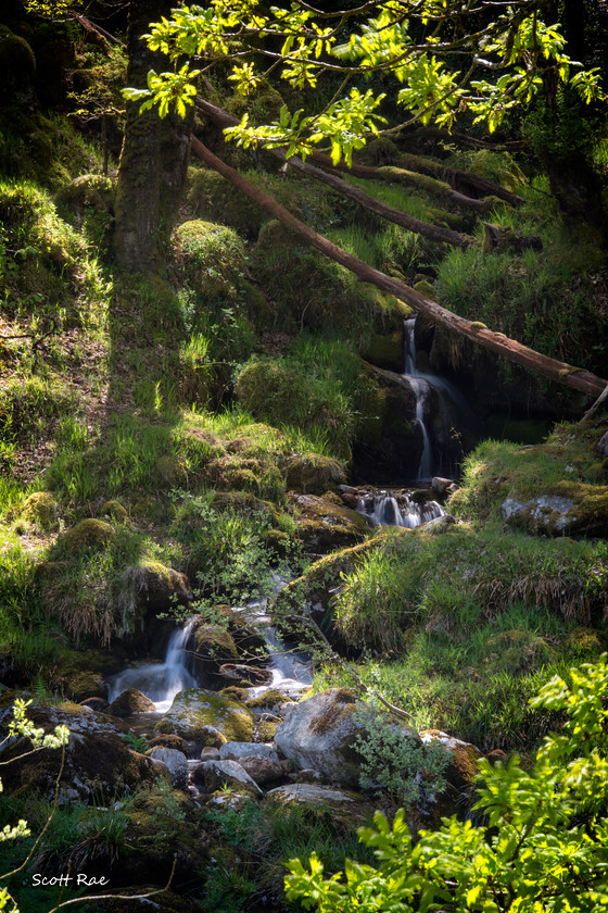 DSC 6340 
 Keywords: devon sw england water river trees moor dartmoor spring