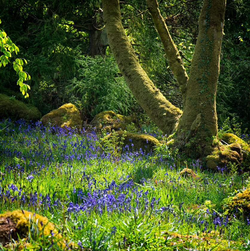 Dartmoor Bluebells 4 
 Keywords: Dartmoor trees flora UK spring england Devon SW moor