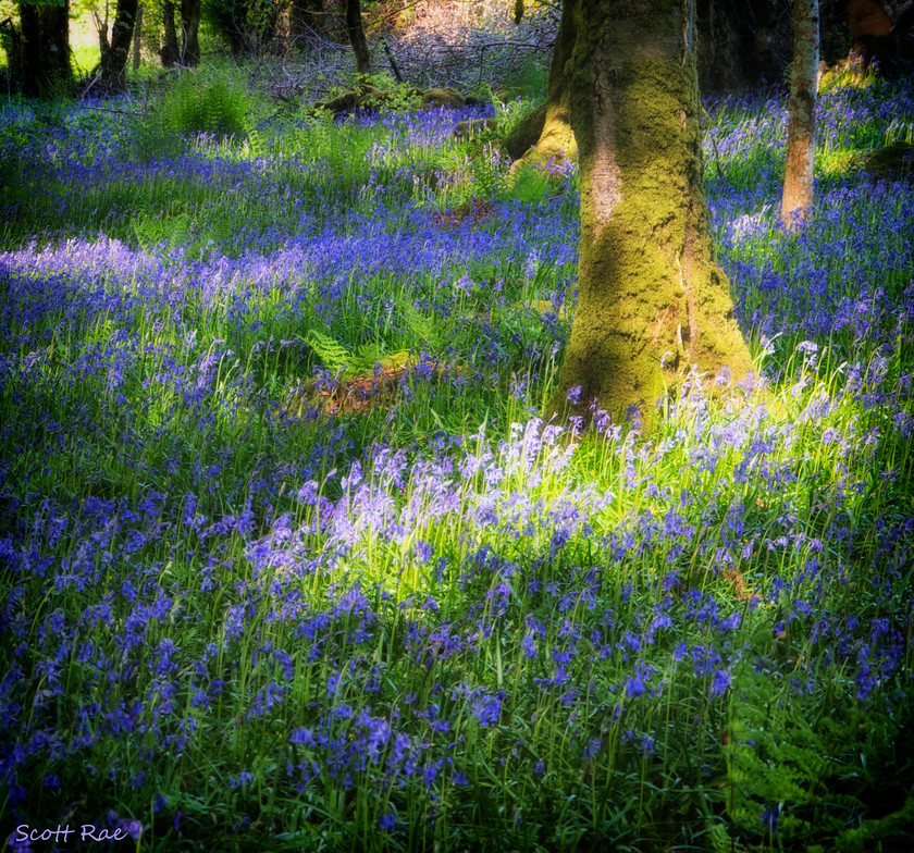 Dartmoor Bluebells 2 
 Keywords: Dartmoor trees flora UK spring england Devon SW moor