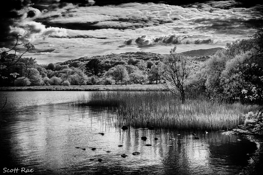 Coniston-reeds-in-Infrared 
 Keywords: uk nw england summer mountains trees lake water infrared b&w