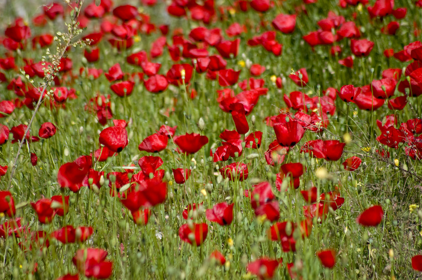 greek poppies 
 Greek Poppies 
 Keywords: flora greece europe summer world