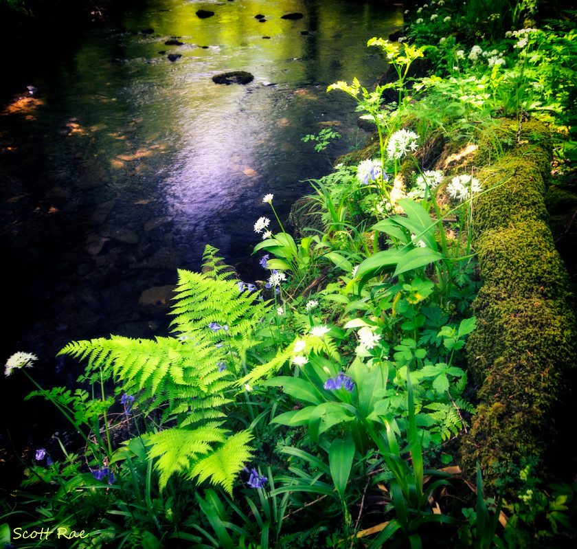 Grizedale-Forest 
 Keywords: uk nw england summer water river flora