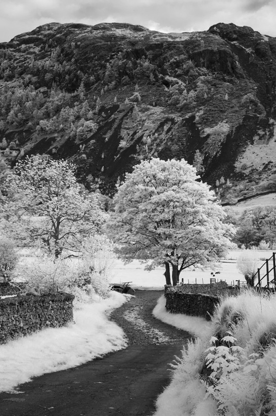 Oak-Howe-Needle-in-Infrared 
 Keywords: uk nw england summer mountains trees infrared b&w