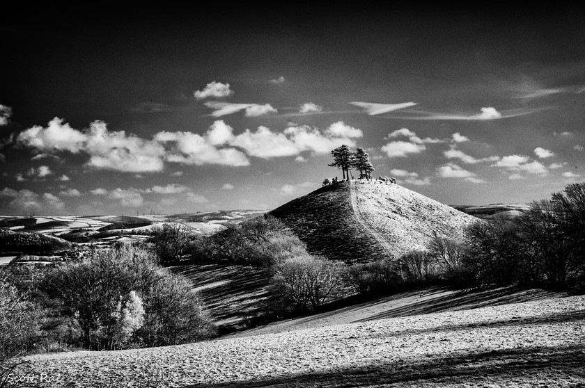 Colmers Hill in Infrared 
 Keywords: dorset uk sw trees hills winter infrared b&w