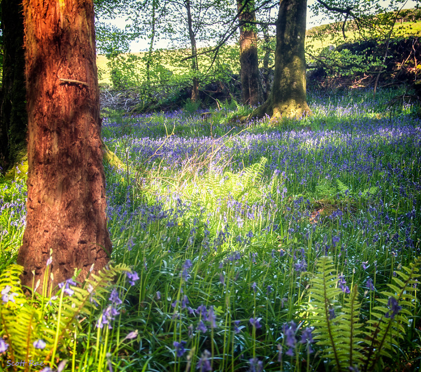 Dartmoor Bluebells 1 
 Keywords: Dartmoor trees flora UK spring england Devon SW moor