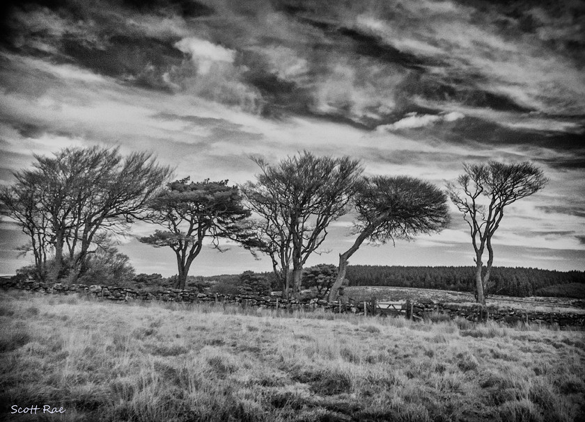Windswept Dartmoor in Infrared 
 Keywords: UK spring england Devon SW infrared b&w moor dartmoor trees